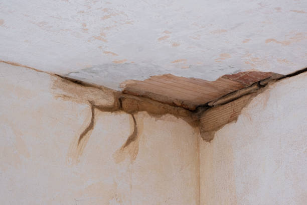 Best Mold removal after water damage  in Far Hills, NJ